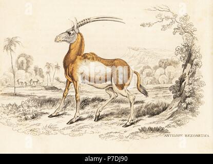 Krummsäbel Oryx oder Scimitar-horned Oryx, Oryx Dammah. In freier Wildbahn ausgestorben. (Als magische Bezoartica). Nach einer Illustration von James Stewart. Handkoloriert Lithographie von Georg Friedrich Treitschkes Galerie of Natural History, Naturhistorischer Bildersaal des Thierreiches, Liepzig, 1842. Stockfoto