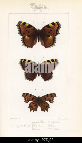 Großen Schildpatt, Nymphalis Polychloros, kleiner Fuchs, Aglais Urticae und Komma Schmetterling, Polygonia c-Album. Handkoloriert Stahlstich der Gebrüder Pauquet nach einer Illustration von Alexis Nicolas Noel von Hippolyte Lucas' Natural History of European Butterflies, Histoire Naturelle des Lepidopteres d ' Europe, 1864. Stockfoto