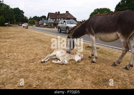 4. Juli, 2018 Godshill, Hampshire, UK. Neue Wald Esel leckt ihre Babys, wie sie auf dem roadfside in der Nähe ihrer Lieblingsmusik entspannen frequentieren außerhalb des Figh Stockfoto