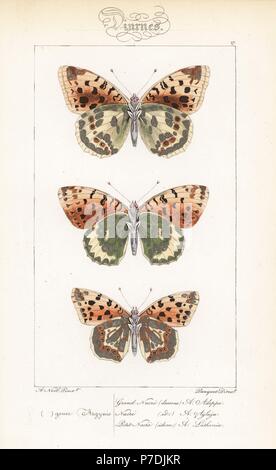 Hohe braun fritillary, Fabriciana adippe, Dunkelgrün fritillary, ceriagrion Doris und Königin von Spanien fritillary, Issoria lathonia. Papierkörbe Stahlstich von der Pauquet Brüder nach einer Illustration von Alexis Nicolas Noel von Hippolyte Lucas "natürliche Geschichte der Europäischen Schmetterlinge, Histoire Naturelle des Lepidopteres d'Europe, 1864. Stockfoto