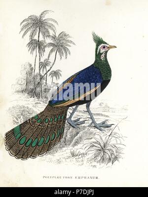 Palawan Pfau-Fasan, Polyplectron Napoleonis (Polyplectron Emphanum). Handkoloriert Lithographie von Georg Friedrich Treitschkes Galerie of Natural History, Naturhistorischer Bildersaal des Thierreiches, Liepzig, 1842. Stockfoto