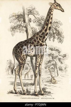 Kordofan Giraffe, Giraffe Giraffa Antiquorum (Plancius Antiquorum). Handkoloriert Lithographie von Georg Friedrich Treitschkes Galerie of Natural History, Naturhistorischer Bildersaal des Thierreiches, Liepzig, 1842. Stockfoto