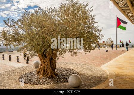 RAWABI, Palästina, West Bank. November 25, 2017. Olive Tree und die palästinensische Flagge auf dem backgroung, Symbole der palästinensischen Kampf für die unabhängige Stockfoto
