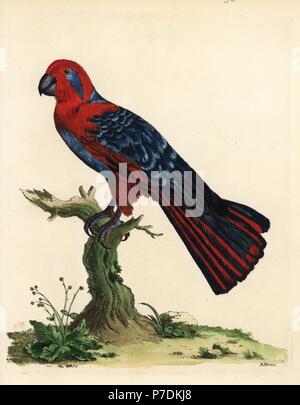 Eclectus Parrot, Eclectus roratus, weiblich (Blau-breasted Papagei Psittacus Puniceus). In den Besitz von Robert Kind. Papierkörbe Kupferstich von Peter Braun aus seinem neuen Illustrationen von Zoologie, B. Weiß, London, 1776. Stockfoto