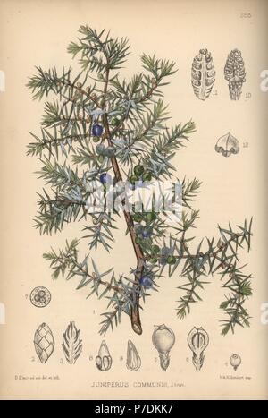 Wacholder, Juniperus communis. Papierkörbe Lithographie von Hanhart nach einem botanischen Abbildung von David Blair von Robert Bentley und Henry Trimen von Heilpflanzen, London, 1880. Stockfoto