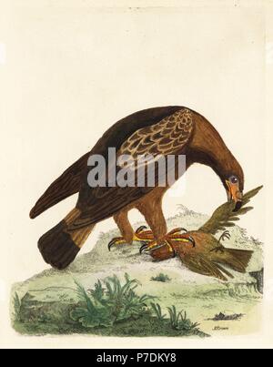 Golden Eagle, Aquila Chrysaetos und Afrikanische Feuer Fink, lagonosticta Arten. (Black-backed Adler, Falco Niger, Essen ein Feuer Vogel, Fringilla ignita.) Papierkörbe Kupferstich von Peter Braun aus seinem neuen Illustrationen von Zoologie, B. Weiß, London, 1776. Stockfoto