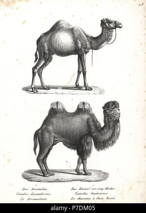 Dromedar, Camelus dromedarius, und Baktrischen kamel Camelus bactrianus, akut gefährdet. Von Karl Joseph Brodtmann von Heinrich Rudolf Schinz illustrierte Naturgeschichte der Menschen und der Tiere, 1836 Lithographie. Stockfoto