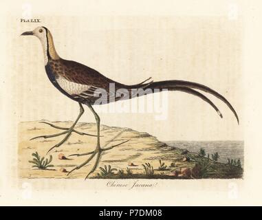 Fasan-tailed Jacana, Hydrophasianus chirurgus (Chinesisch jacana, Parra sinensis). Papierkörbe Kupferplatte gezeichnet und von John Latham aus seiner eigenen eine allgemeine Geschichte der Vögel, Winchester, 1824 eingraviert. Stockfoto