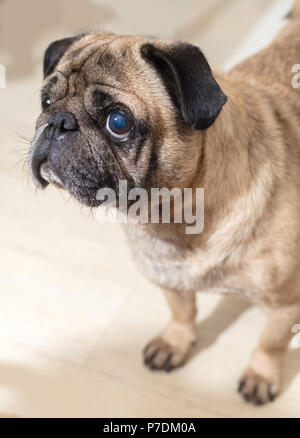 Portrait von Hund mops Rasse, Schnauze closeup Stockfoto