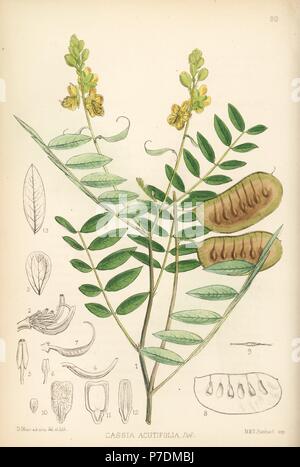 Senna alexandrina Alexandrinische Senna (Cassia Acutifolia). Papierkörbe Lithographie von Hanhart nach einem botanischen Abbildung von David Blair von Robert Bentley und Henry Trimen von Heilpflanzen, London, 1880. Stockfoto