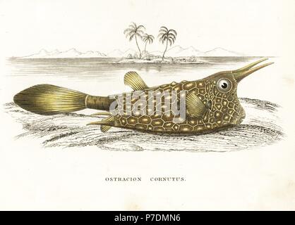 Longhorn Surfschulen, Lactoria Cornuta (Ostracion Cornutus). Handkoloriert Lithographie von Georg Friedrich Treitschkes Galerie of Natural History, Naturhistorischer Bildersaal des Thierreiches, Liepzig, 1842. Stockfoto