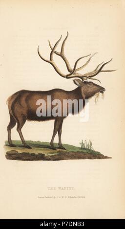 Elch und Wapiti, Cervus canadensis (Cervus strongyloceros). Papierkörbe Gravur von Edward Griffith der Tierwelt vom Baron Cuvier, London, Whittaker, 1827. Stockfoto