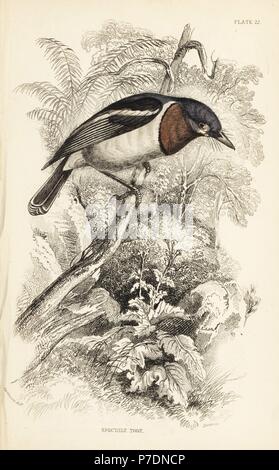 Brown-throated wattle - Auge, Platysteira cyanea (Spektakel heute, Platystera lobata). Papierkörbe Stahlstich von William Lizars nach einer Abbildung von William Swainson von Sir William Jardine's Naturforscher Bibliothek: Ornithologie: Fliegenschnäpper, Edinburgh, W.H. Lizars, 1836. Stockfoto