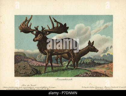 Megaloceros, Hirsch und Reh, ausgestorbene Gattung der Riesenhirsch. Chromolithograph von prähistorischen Wilhelm Bolsche der Tiere (Tiere der Urwelt), Reichhardt Kakao Company, Hamburg, 1902. Stockfoto