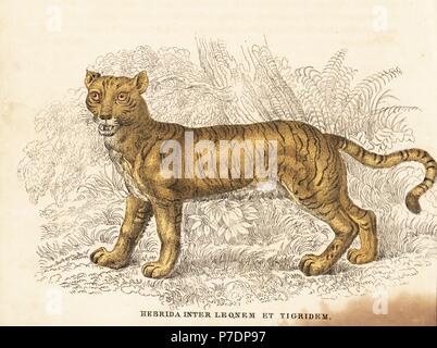 Hybrid zwischen männlicher Löwe und weibliche Tiger, Panthera Leo X Panthera Tigris. Handkoloriert Stahlstich von Georg Friedrich Treitschkes Galerie of Natural History, Naturhistorischer Bildersaal des Thierreiches, Liepzig, 1842. Stockfoto