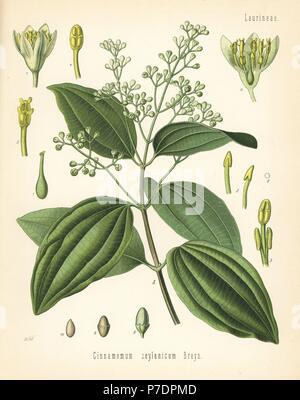 True Zimt oder Ceylon-Zimt Cinnamomum Verum (Cinnamomum Zeylanicum). Farblitho nach eine botanische Illustration von Walther Müller aus Heilpflanzen Hermann Adolph Koehler, herausgegeben von Gustav Pabst, Köhler, Deutschland, 1887. Stockfoto