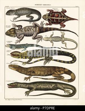 Lava Eidechse, Tropidurus Torquatus, Wüste gehörnte Eidechse, Phrynosoma platyrhinos, stellion, Stellagama stellio, Sudan vergoldeter Eidechse, Gerrhosaurus major, riesige Ameiva ameiva Ameiva,, Mexikanische beaded Lizard, Heloderma horridum und Amboina sailfin Eidechse, Hydrosaurus amboinensis. Lithographie von Universal natürlichen von Lorenz oken Geschichte, Allgemeine Naturgeschichte Fell alle Stande, Stuttgart, 1841. Stockfoto