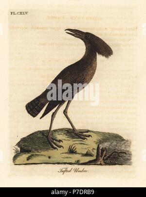 Hamerkop, Scopus umbretta (Getuftet umbre). Papierkörbe Kupferplatte gezeichnet und von John Latham aus seiner eigenen eine allgemeine Geschichte der Vögel, Winchester, 1824 eingraviert. Stockfoto