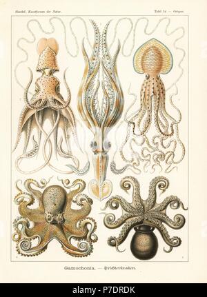 Gamochonia Kraken und Tintenfische: Lange bewaffnete, Tintenfisch, Chiroteuthis veranii, Regenschirm, Tintenfisch, Histioteuthis bonnellii Pinnoctopus cordiformis, gemeinsame Octopus, Octopus vulgaris und Amphioctopus granulatus. Chromolithograph von Adolf Glitsch aus eine Illustration von Ernst Haeckel von Kunstformen in der Natur, Kunstformen der Natur, Liepzig, Deutschland, 1904. Stockfoto