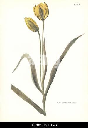 Wild tulip, Tulipa sylvestris, aus Persien. Siebdruck Botanische Illustration von Elsie Katherine Deiche von William R. Deiche "Erläuterungen zur Tulip Arten, Herbert Jenkins Ltd., London, 1930. Stockfoto