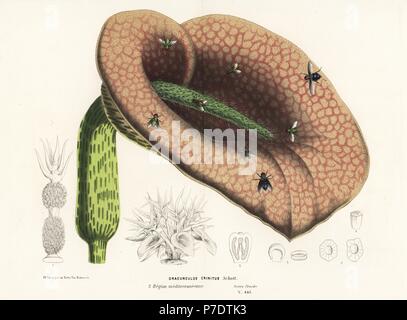 Dead Horse Arum Lilie, fliegt Helicodiceros Muscivorus (Dracunculus Crinitus) mit Schlag. Handkoloriert Lithographie von Louis van Houtte und Charles Lemaire die Blumen von den Gärten und Gewächshäuser von Europa, Flore des Serres et des Jardins de l ' Europe, Gent, Belgien, 1870. Stockfoto