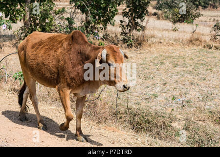 Eine enge Snap von indischen Stier an den ländlichen Dorf an einem sonnigen Tag in der Sommersaison. Stockfoto