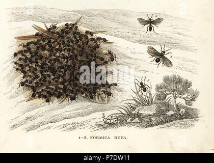 Rote Waldameise oder südlichen Waldameise, Formica Rufa. Handkoloriert Lithographie von Georg Friedrich Treitschkes Galerie of Natural History, Naturhistorischer Bildersaal des Thierreiches, Liepzig, 1842. Stockfoto