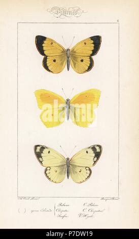 Moorland getrübt gelb, Colias Palaeno, Cleopatra Schmetterling, Gonepteryx Cleopatra und getrübten hellgelb, Colias Hyale. Handkoloriert Stahlstich der Gebrüder Pauquet nach einer Illustration von Alexis Nicolas Noel von Hippolyte Lucas' Natural History of European Butterflies, Histoire Naturelle des Lepidopteres d ' Europe, 1864. Stockfoto