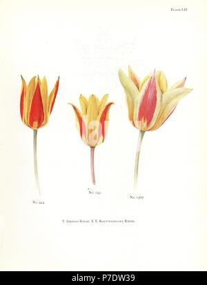 Hybriden von Maculate Tulpen, Tulipa greigii x waterlily Tulip, Tulipa kaufmanniana. Siebdruck Botanische Illustration von Elsie Katherine Deiche von William R. Deiche "Erläuterungen zur Tulip Arten, Herbert Jenkins Ltd., London, 1930. Stockfoto