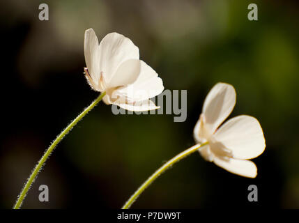 ORIGINAL FOTO VON SHERRY FAIN von floralen Thema Stockfoto