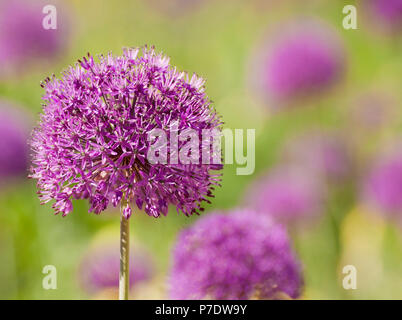 ORIGINAL FOTO VON SHERRY FAIN von floralen Thema Stockfoto