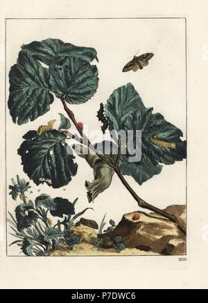 Tawny Prominente, Harpyia Milhauseri, Seven-Spot Ladybird, Coccinella Septempunctata und Obst fliegt auf einem Haselnuss Baum, Corylus Avellana. Handkoloriert Kupferstich Gravur gezeichnet und geätzt von Jacob l'Admiral in Naauwkeurige Waarneemingen Omtrent de Veranderingen van Veele Insekten (genaue Beschreibungen der Metamorphosen von Insekten), J. Sluyter, Amsterdam, 1774. Für diese zweite Auflage hinzugefügt M. Houttuyn der ursprünglichen 25 eine andere acht Platten. Stockfoto