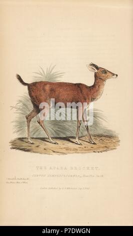 Braun brocket Rotwild, Mazama gouazoubira (Apara brocket, Cervus simplicicornis). Papierkörbe Gravur nach einer Illustration von Charles Hamilton Smith von einem Muster in Prinz Maximilian von Nuied's Museum von Edward Griffith der Tierwelt vom Baron Cuvier, London, Whittaker, 1827. Stockfoto