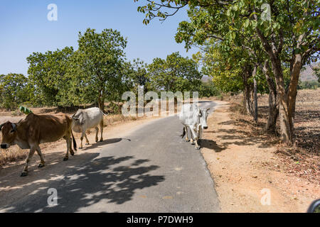 Eine enge Snap von Indischen Stiere an einem ländlichen Dorf an sonniger Tag in der Sommersaison. Stockfoto