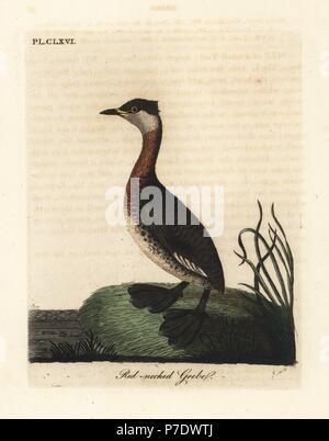 Red-necked grebe Podiceps grisegena Podiceps, (rubricollis). Papierkörbe Kupferplatte gezeichnet und von John Latham aus seiner eigenen eine allgemeine Geschichte der Vögel, Winchester, 1824 eingraviert. Stockfoto