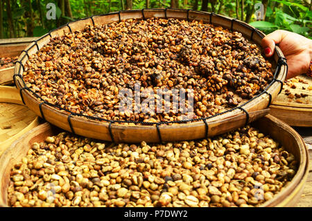 Verdaute Kopi Luwak Kaffee Bohnen in Ubud Village, Bali, Indonesien. Es ist der teuerste Kaffee der Welt. Stockfoto