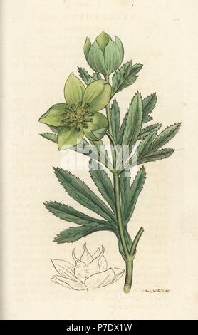 Grüne Nieswurz, Helleborus viridis. Papierkörbe Kupferstich von James Sowerby von James Smith's Englisch Botanik, London, 1794. Stockfoto