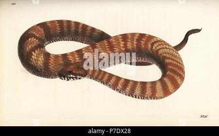 Gemeinsame Tod Addierer, Acanthophis Antarktis (Antarktis boa, Boa Antarktis). Abbildung gezeichnet und von Richard Polydore Nodder eingraviert. Papierkörbe Kupferstich von George Shaw und Frederick Nodder Der naturalist's Miscellany, London, 1802. Stockfoto