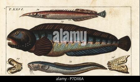 Schlange Blenny Ophidion Barbatum 73, weniger stachelige Aale, Macrognathus Aculeatus 74, Wolf Fisch, Anarhichas Lupus 75, und ihre Kiefer und Zähne 76,77. Natürlich Kupferstich von Gottlieb Tobias Wilhelm Encyclopedia of Natural History: Fisch, Augsburg, 1804. Wilhelm (1758-1811) war ein bayerischer Pfarrer und Naturforscher, bekannt als die deutsche Buffon. Stockfoto