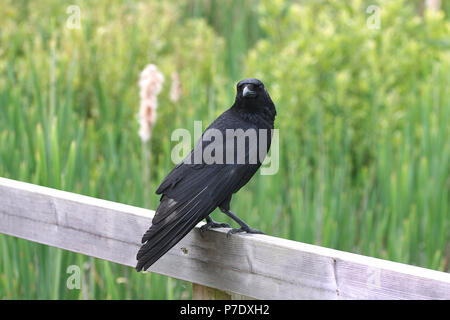 Nebelkrähe auf hölzernen Zaun gehockt Stockfoto