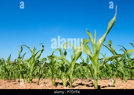 Junge mais Bestandes in Cornwall, England, UK. Zuckermais Stockfoto