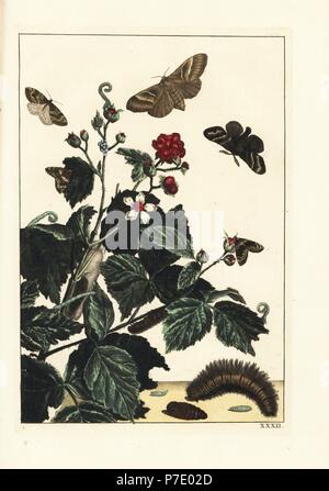 Fox Moth, Macrothylacia Rubi und Herbst grünen Teppich, Chloroclysta Miata, auf Blackberry Bush, Rubus Fruticosus. Handkoloriert Kupferstich Gravur gezeichnet und geätzt von Jacob l'Admiral in Naauwkeurige Waarneemingen Omtrent de Veranderingen van Veele Insekten (genaue Beschreibungen der Metamorphosen von Insekten), J. Sluyter, Amsterdam, 1774. Für diese zweite Auflage hinzugefügt M. Houttuyn der ursprünglichen 25 eine andere acht Platten. Stockfoto