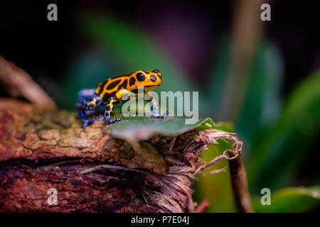 Mimic Pfeilgiftfrosch, Ranitomeya imitator Jeberos ist eine Art von poison Dart frog im Norden gefunden - zentrale Region der östlichen Peru. Der Common Name Stockfoto