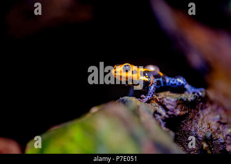 Mimic Pfeilgiftfrosch, Ranitomeya imitator Jeberos ist eine Art von poison Dart frog im Norden gefunden - zentrale Region der östlichen Peru. Der Common Name Stockfoto