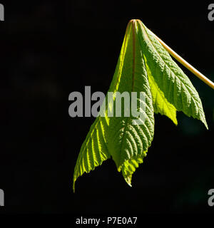 Junge chestnut Leaf im Frühjahr entfalten. Stockfoto