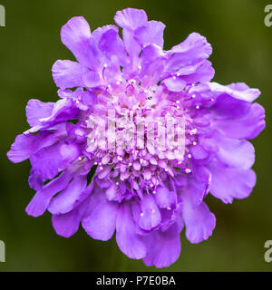 Makro einer schönen Violett blühenden Blumen scabiosa Stockfoto