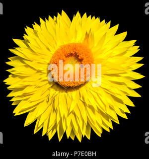 Makro einer strohblumen Stockfoto