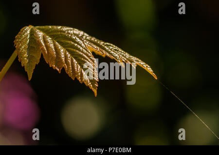 Makro eines auf einem dunklen Hintergrund junge Kastanie Blatt im Frühling. Stockfoto