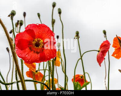 Mohn blüht in einem Feld Stockfoto