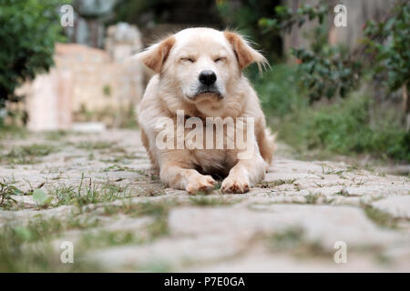 Weißen, männlichen Hund müde von Sick, Pet liegen und schlafen oudoor Stockfoto